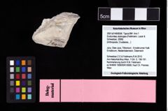 NHMW-GEO-2007z0149-0056_Ol_01.tifEodromites dobrogea (Feldmann, Lazar & Schweitzer, 2006)  (NHMW-GEO-2007z0149-0056)